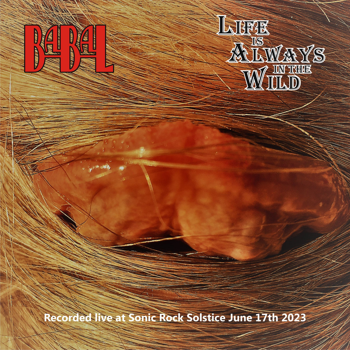 Life Is Always In the Wild